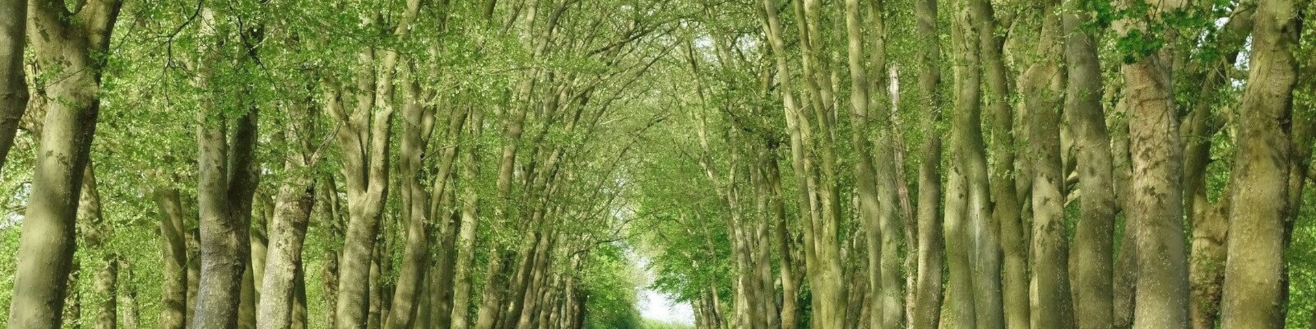 Schlosspark von Courances
