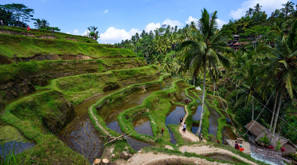 Scenic green landscape of Tegallalang Rice Terrace in Ubud, Bali, Indonesia