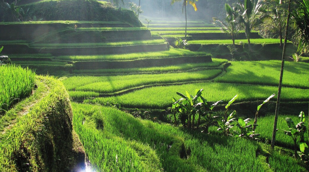 Terraços de arroz de Tegallalang