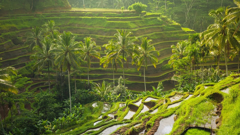 Terraced rice fields with palm trees.
