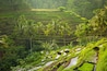 Beautiful rice terraces in the moring light near Tegallalang village, Ubud, Bali, Indonesia.