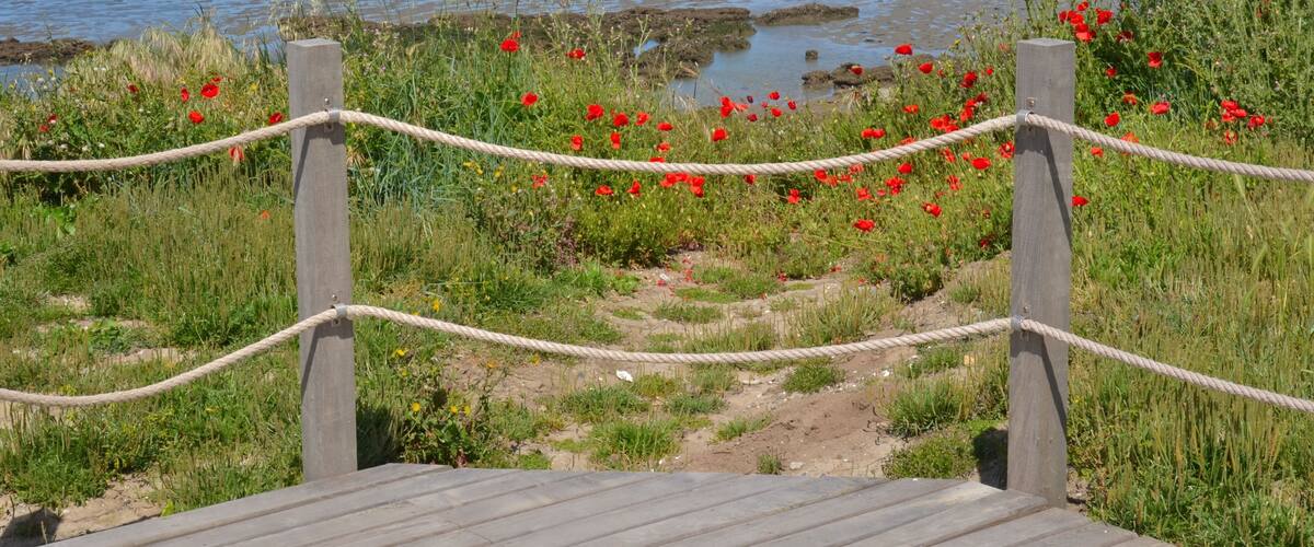 A coastal landscape with a wooden boardwalk, red poppies, and a view of the sea.