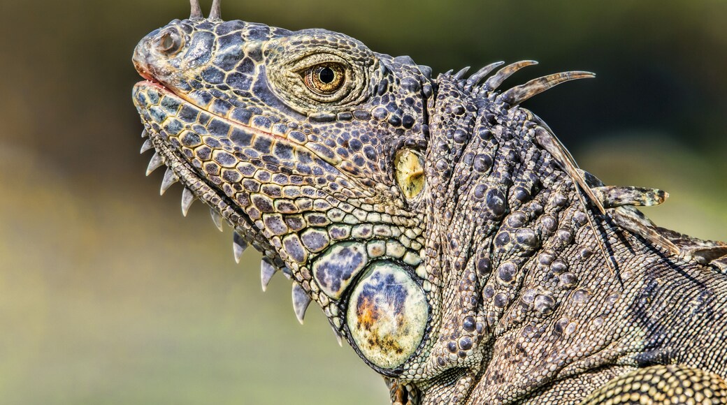 Close-up of the details of the colourful head of an iguana, Corozal Bay; Belize