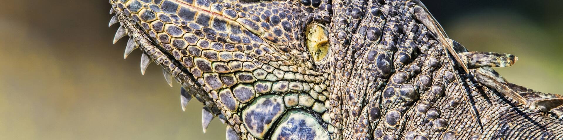Close-up of the details of the colourful head of an iguana, Corozal Bay; Belize