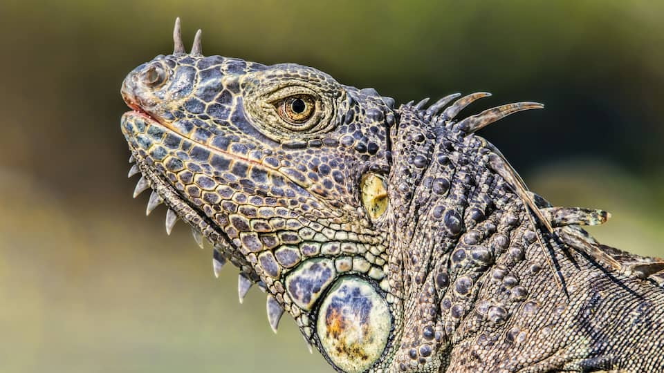 A close-up of a reptile with textured skin and prominent scales.