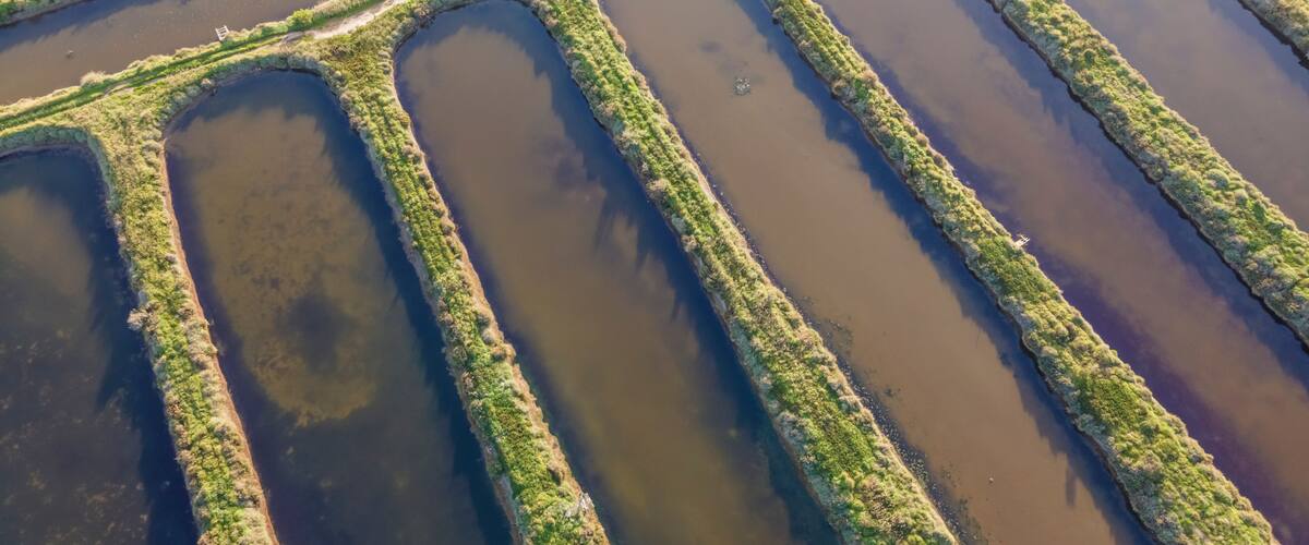 An aerial view of a series of rectangular water bodies with green vegetation along their edges.