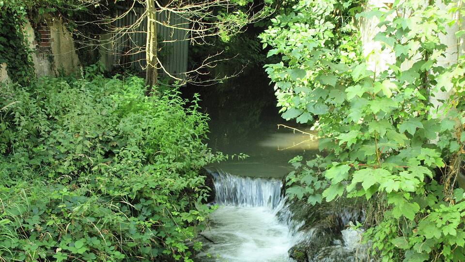 A small waterfall surrounded by dense green foliage.
