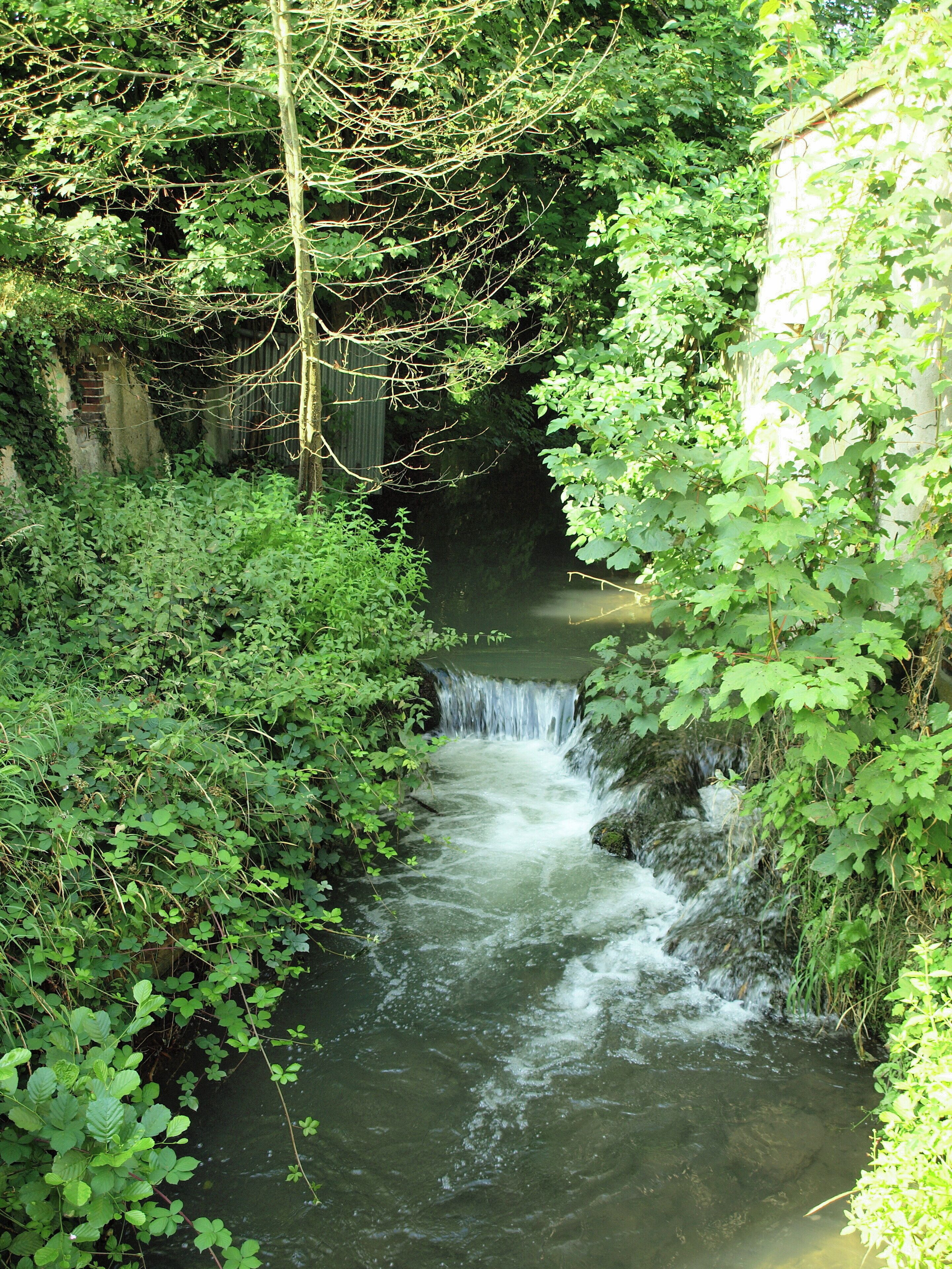 A small waterfall surrounded by dense green foliage.