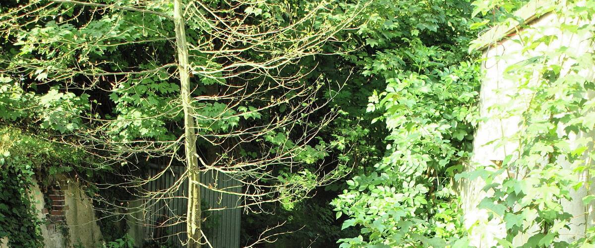 A small waterfall surrounded by dense green foliage.