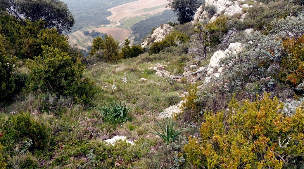 This is a a photo of a natural area in Catalonia, Spain, with id: