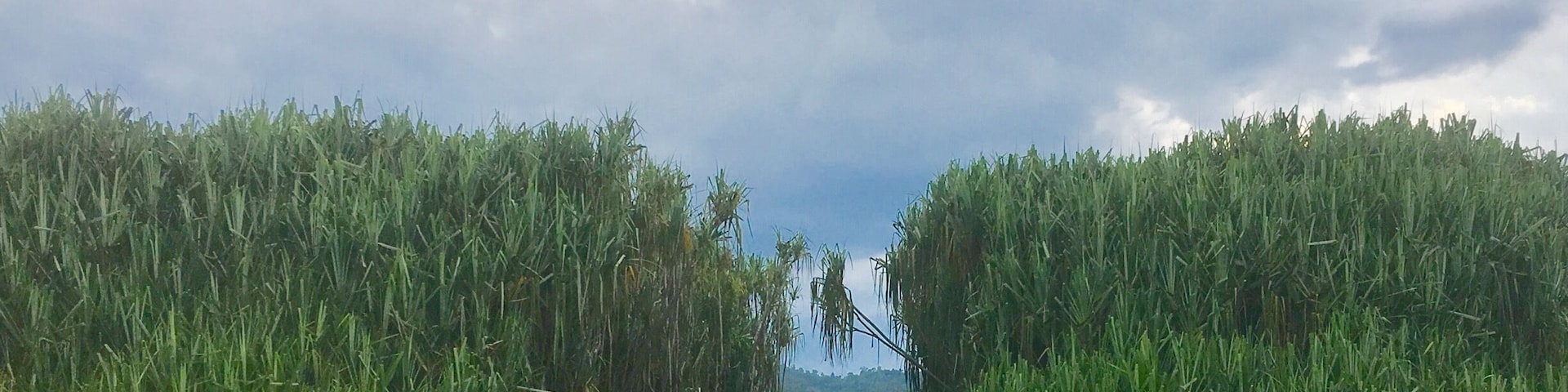 Kids from Kampung Chendahan, home of the indigenous Jakun tribe enjoy a boat ride in Lake Chini. The lake which is being rehabilitated after years of environmental degradation from logging and mining activities is a source of livelihood for the Jakun and other indigenous communities living in the area. Read more about Lake Chini: http://wp.me/p7CVI8-cj
#tasikchini #pahang #malaysia #lake #environment