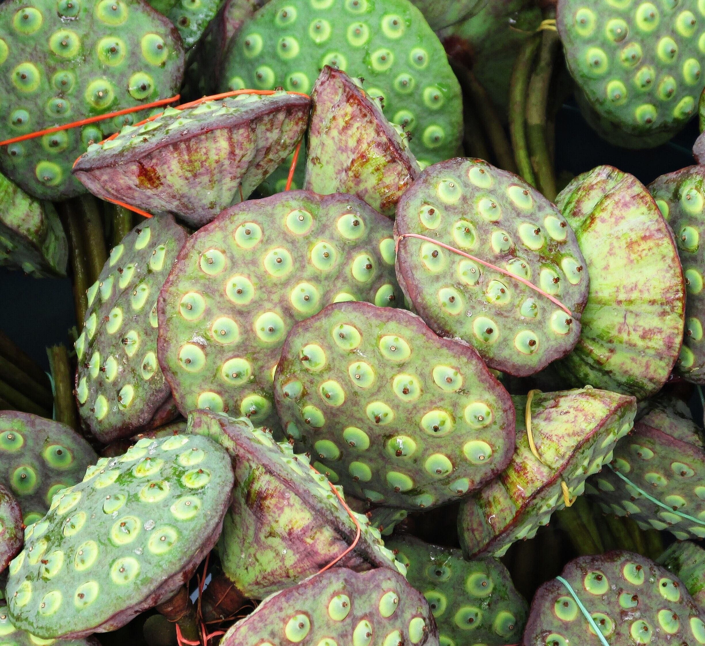 Lotus seed heads, or pods, found in a local market in Thailand.  Their unique appearance, similar to the spout of a watering can, makes them popular for decorating purposes and flower arrangements. The seeds can be eaten raw or boiled and are used in certain Thai desserts.  More often, they're dried and sold as snacks.  

#thailand #landofsmiles #incredibleedibles 

