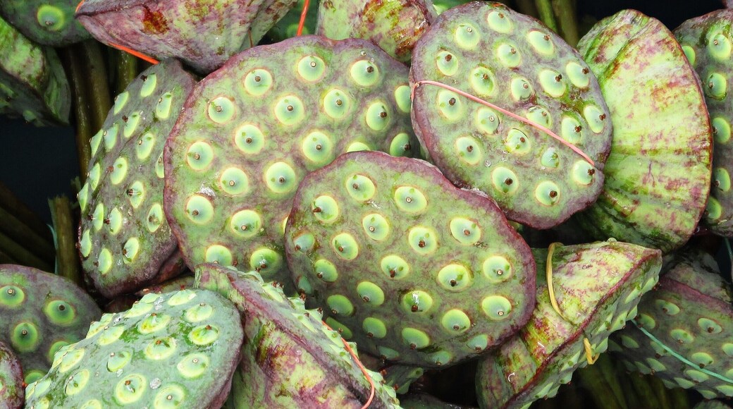 Lotus seed heads, or pods, found in a local market in Thailand. Their unique appearance, similar to the spout of a watering can, makes them popular for decorating purposes and flower arrangements. The seeds can be eaten raw or boiled and are used in certain Thai desserts. More often, they're dried and sold as snacks.
#thailand #landofsmiles #incredibleedibles