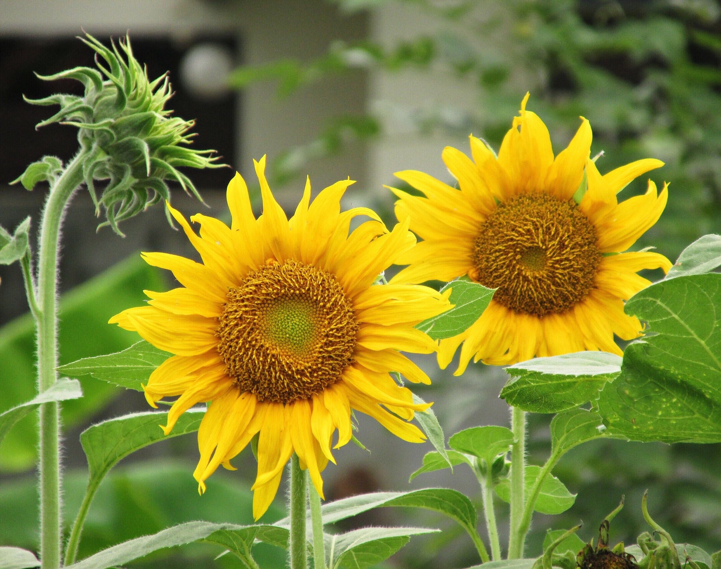 Sunflowers always take me to my happy place.  Even on a rainy day they bring color and brightness into my world.

Happy New Year to all of you Trovers!  Here's wishing you lots of color and brightness for 2016!

#thailand #phibun #troveon
