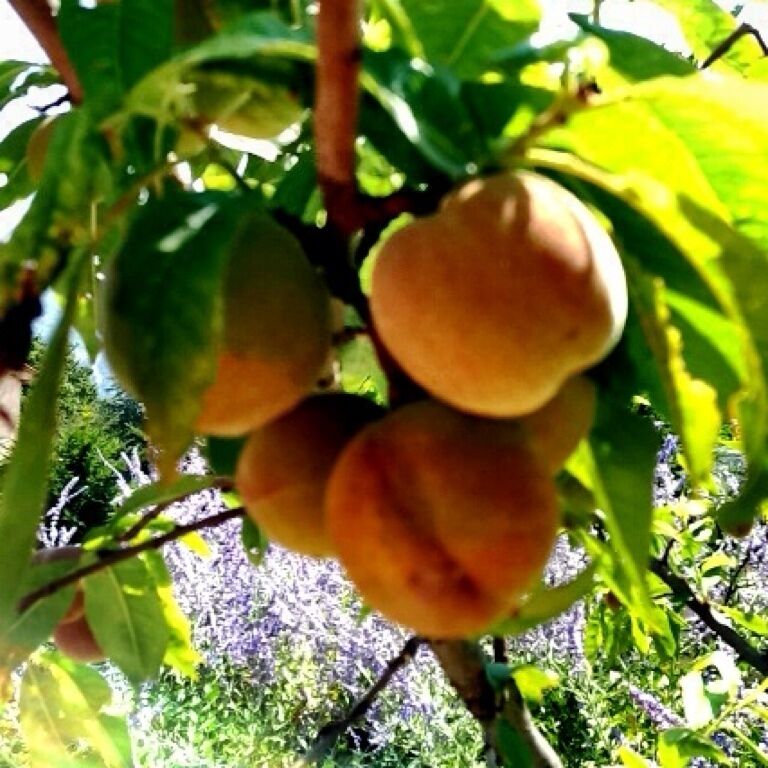 Charming Litlle town in The alpes 