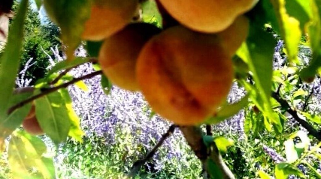 Charming Litlle town in The alpes