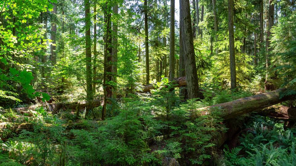 A dense forest with tall trees, a fallen log, and lush green undergrowth.