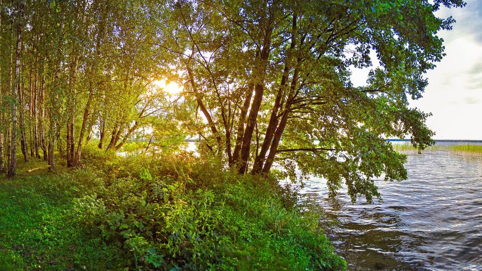 A forested area with a body of water reflecting sunlight.