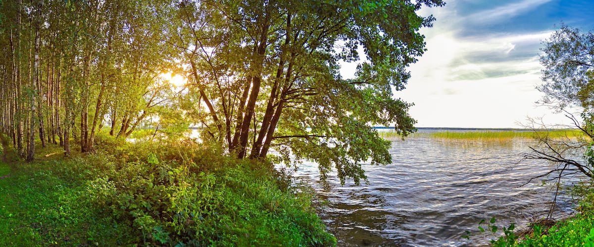 A forested area with a body of water reflecting sunlight.