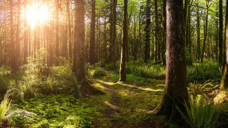 A dense forest with tall trees and sunlight filtering through the canopy.