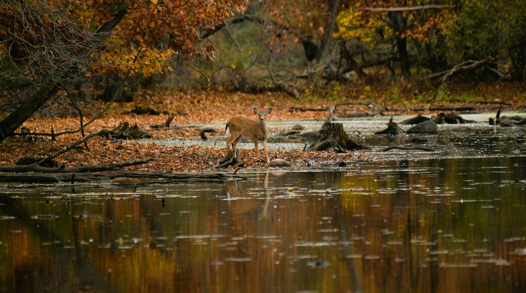 Watkins Lake delstatspark