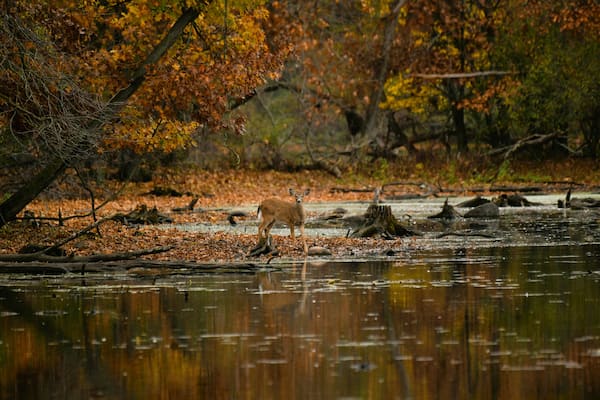 White-tail deer at Watkins Lake State Park, Michigan with autumn background.