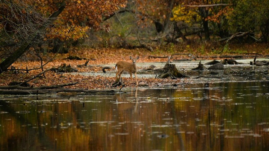 Watkins Lake delstatspark