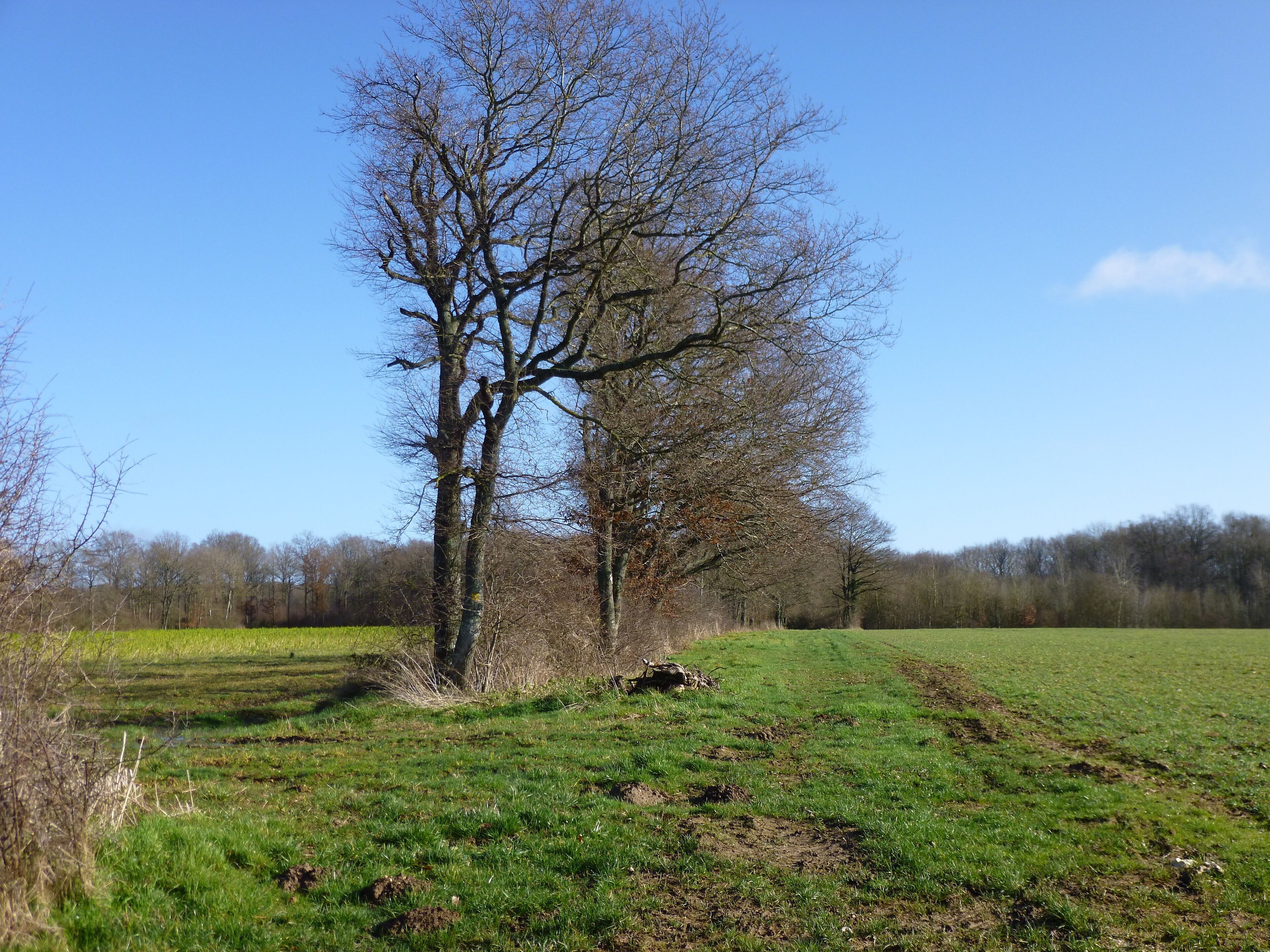 Saint-Maurice-sur-Aveyron, Loiret, Centre, France. Old road to Melleroy coming to meet the road to Bellefontaine (which is part of the walking path called PR de Bellefontaine). Here looking east towards Melleroy. It stopped being used at the turn of the 20th century, when a straight path was created for the planned railway from St-Maurice to Melleroy, passing at the Guidus and keeping to the highest points. The railway was in the end never built, and people started using this very straight path, which also avoided the dampest and oft flooded patches of land, instead of the old road. In the wood beyond the field on the right, are the remains of a roman camp along the right handside of this path.