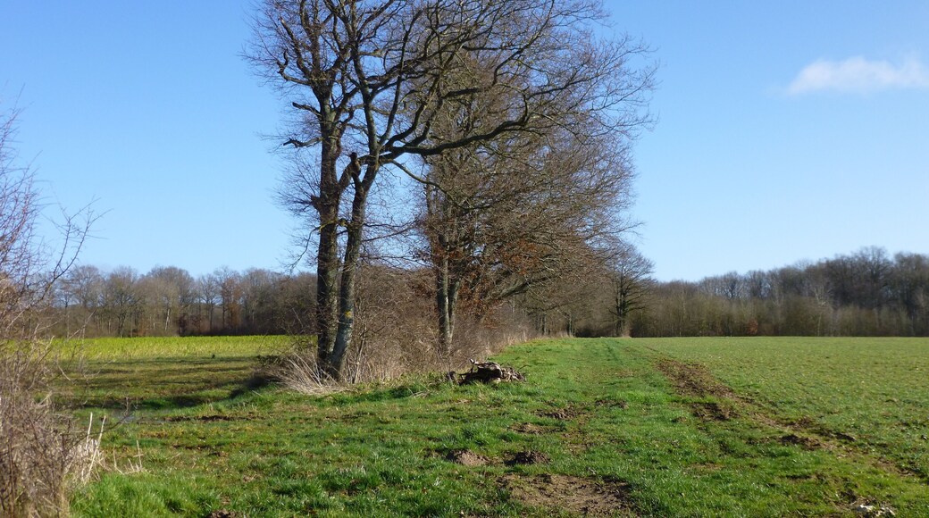 Saint-Maurice-sur-Aveyron, Loiret, Centre, France. Old road to Melleroy coming to meet the road to Bellefontaine (which is part of the walking path called PR de Bellefontaine). Here looking east towards Melleroy. It stopped being used at the turn of the 20th century, when a straight path was created for the planned railway from St-Maurice to Melleroy, passing at the Guidus and keeping to the highest points. The railway was in the end never built, and people started using this very straight path, which also avoided the dampest and oft flooded patches of land, instead of the old road. In the wood beyond the field on the right, are the remains of a roman camp along the right handside of this path.