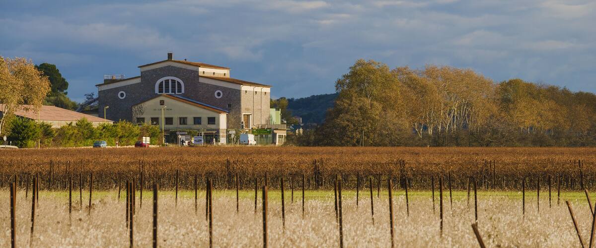 A vineyard with rows of grapevines and a large building in the background.