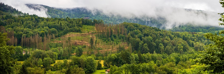 Exploitation forestière dans le massif des Vosges, France