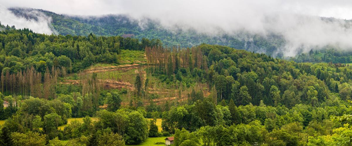 A forested valley with a cleared area and a small building.