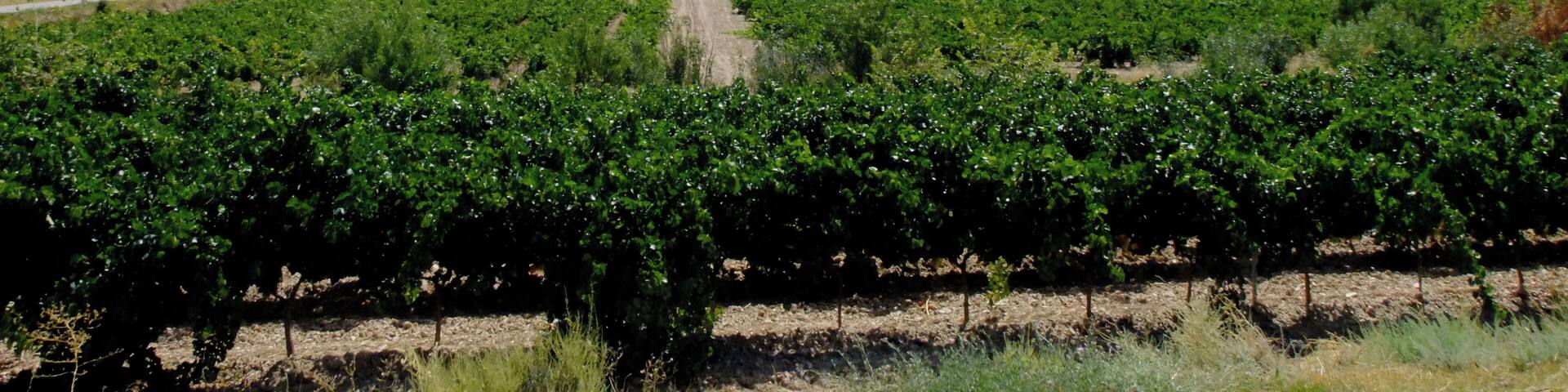 Vista del Mas de Bondia
