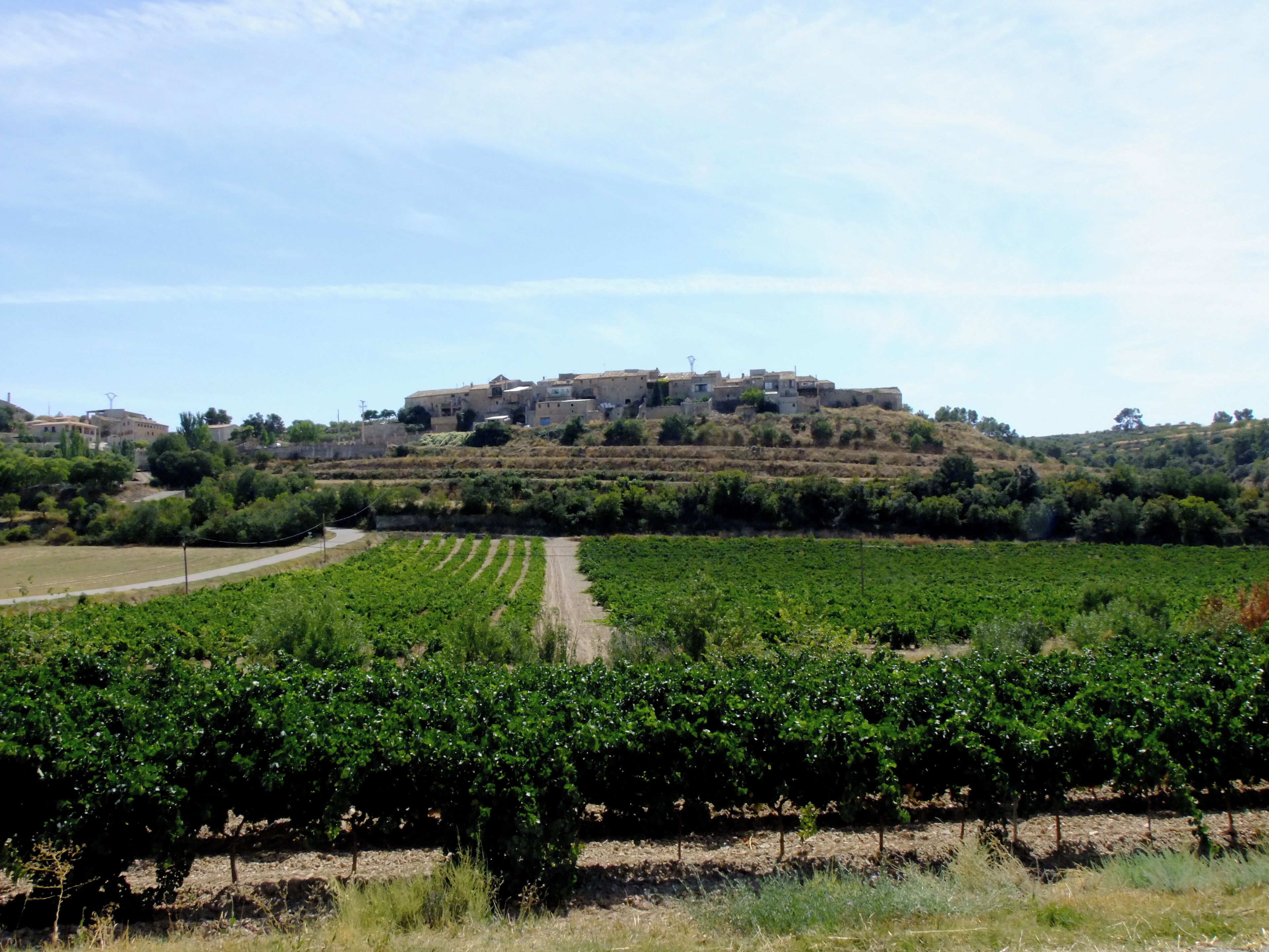 A vineyard with rows of grapevines in the foreground and a historic building on a hill in the background.