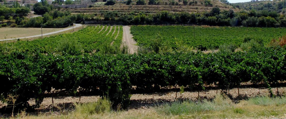 A vineyard with rows of grapevines in the foreground and a historic building on a hill in the background.