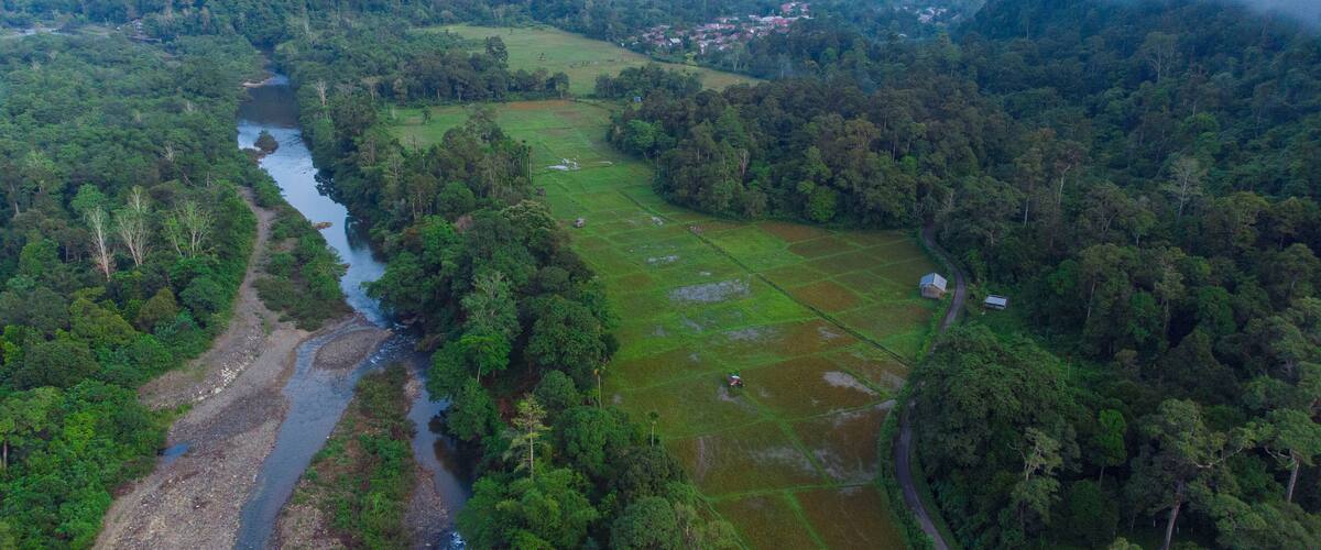 Aerial view of rice fields in the middle of tropical forest, Aceh, Indonesia.