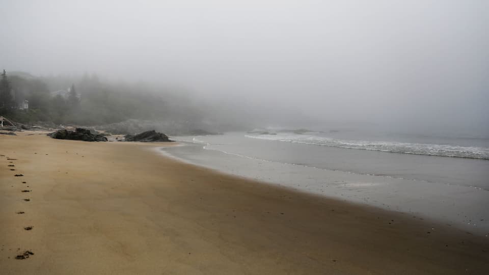 A beach with footprints leading to the water, surrounded by fog and trees.