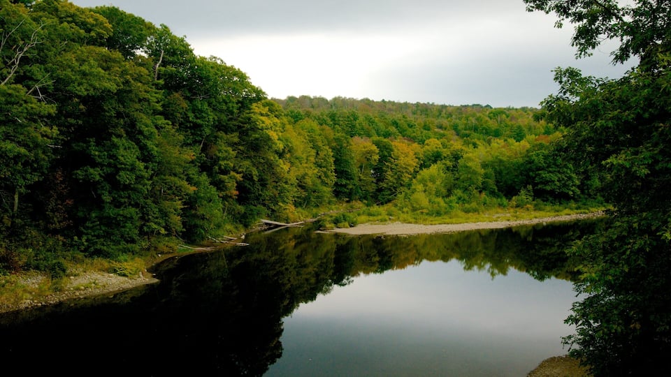 A calm river surrounded by dense forest with a small bridge in the distance.