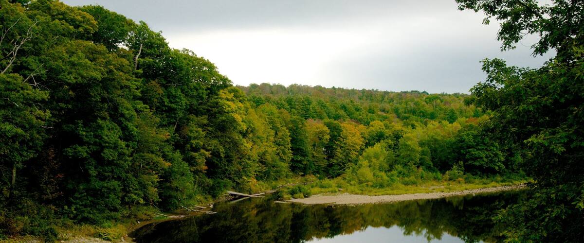 A calm river surrounded by dense forest with a small bridge in the distance.