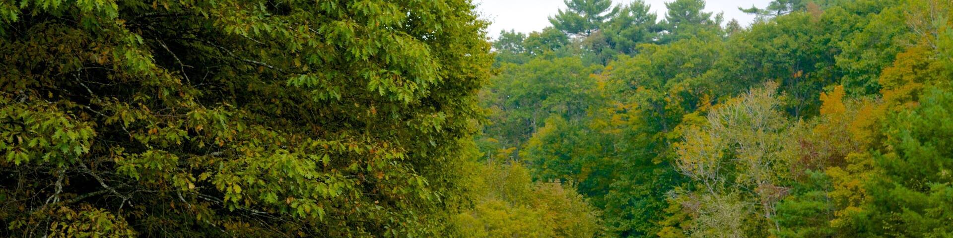 Maine showing forest scenes and a river or creek