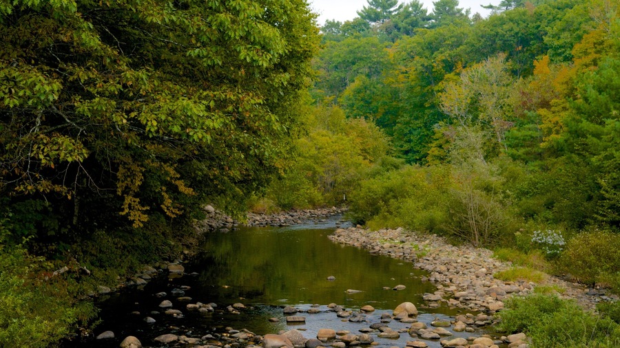 Maine showing forest scenes and a river or creek