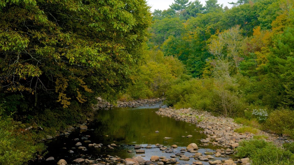 A river flowing through a forested area with dense trees and rocks along the banks.