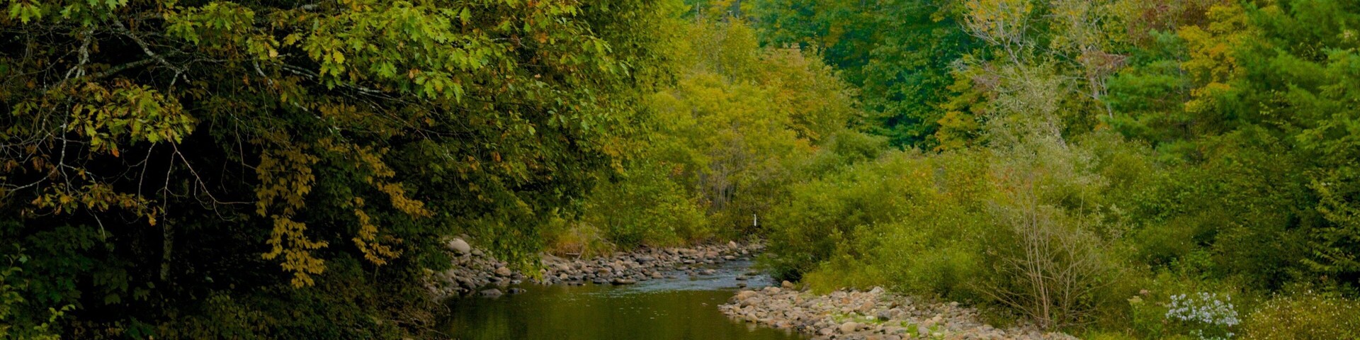 Maine showing forest scenes and a river or creek
