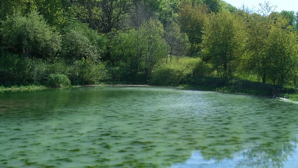 A calm river surrounded by lush green trees and a clear blue sky.