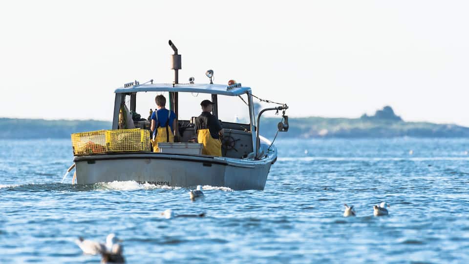 A boat on calm water with a distant landmass and seagulls.