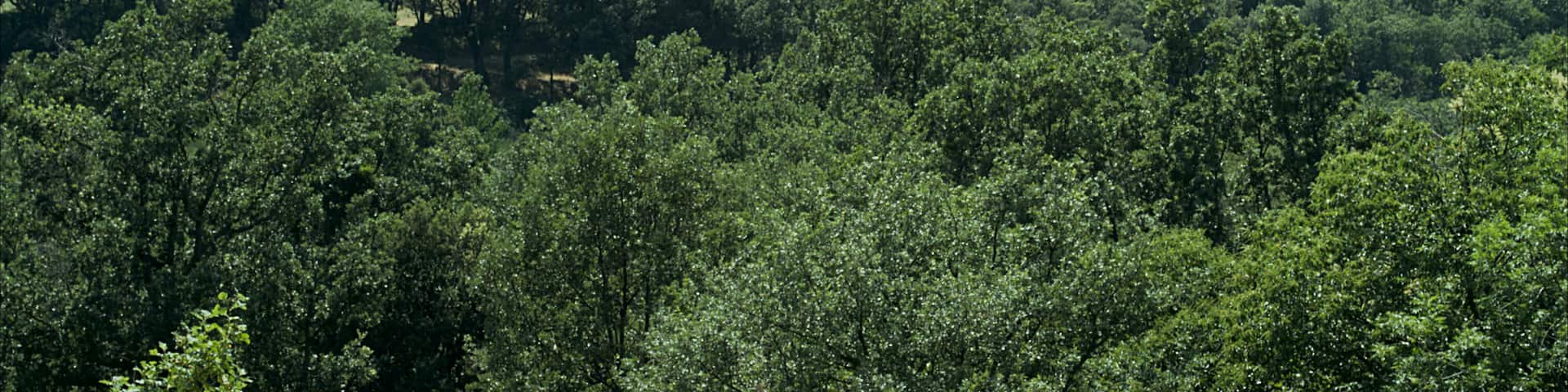 Mas d'En Serra depuis Saint Martin de l'Albère, L'Albère (Pyrénées-Orientales, Languedoc-Roussillon, France)