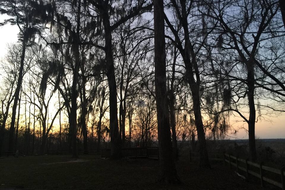 A forest with tall trees and a sunset in the background.