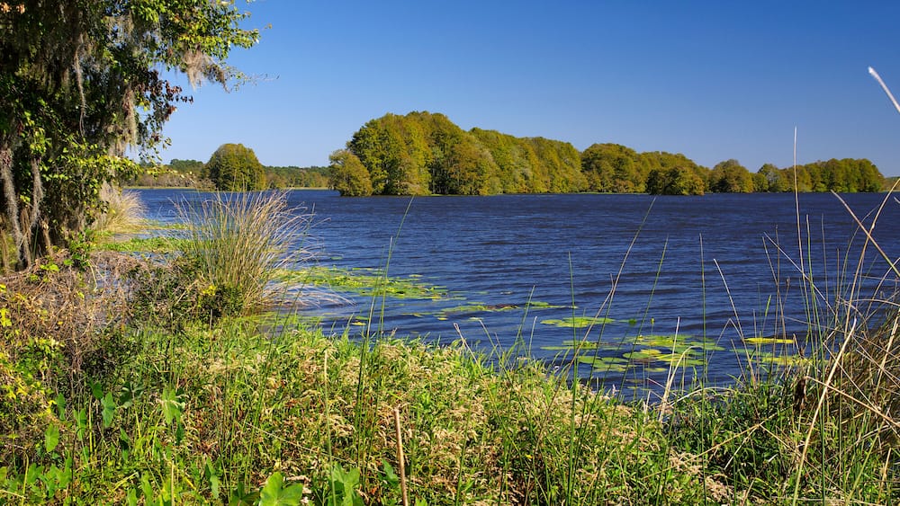 The Lake Talquin State Park and Forest with tall glorious pine trees and old oaks trees in Tallahassee, Florida