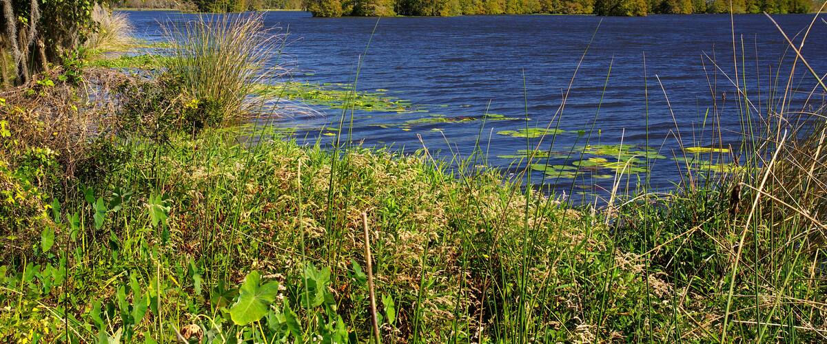 The Lake Talquin State Park and Forest with tall glorious pine trees and old oaks trees in Tallahassee, Florida