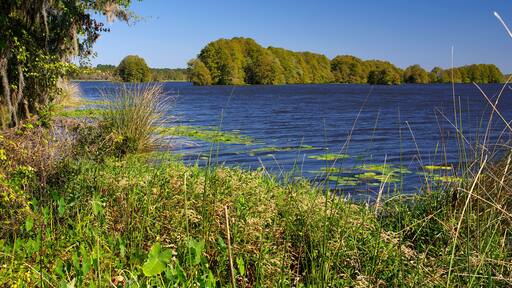 The Lake Talquin State Park and Forest with tall glorious pine trees and old oaks trees in Tallahassee, Florida